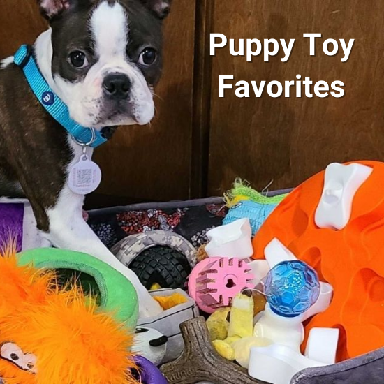 PetHub Picks Our Favorite Toys for Young Puppies PetHub